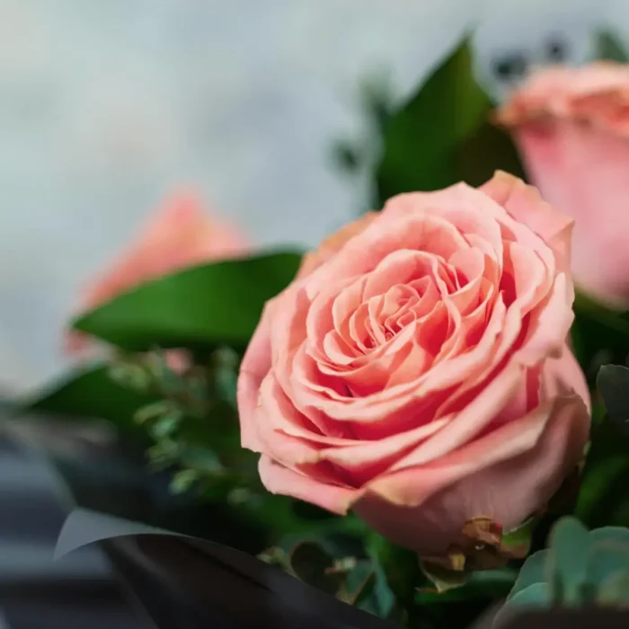 Velvet Whispers | Peak Flowers | Flower Delivery | Sophia Lauren Roses